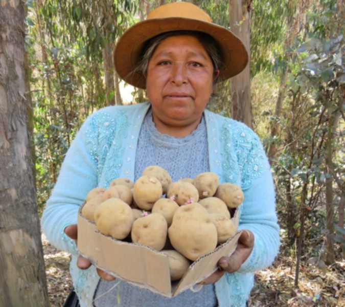 Harnessing the power of wild potatoes to feed a climate-challenged world, while reducing agrochemical use