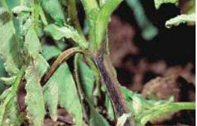 Blackleg (Erwinia carotovora subsp. atroseptica)