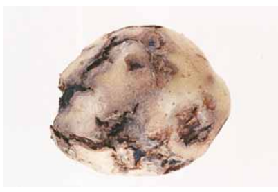 Bakterielle Ringfäule (Clavibacter michiganensis subsp. sepedonicus)