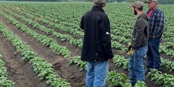 Modern precision ag: How Black Gold Farms implements Agremo’s AI based drone system to make accurate plant stand counts