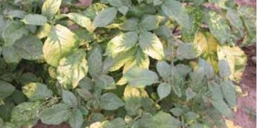 Calico (Alfalfa mosaic virus)