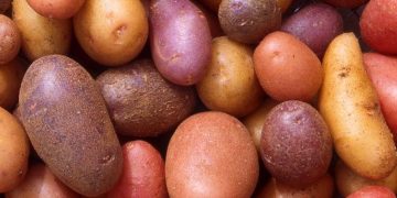 IFA: Potato trade buoyant in Ireland, demand starting to improve in Europe