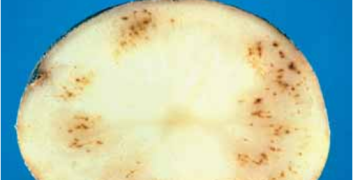 Leafroll and Net Necrosis (Potato Leafroll Virus)