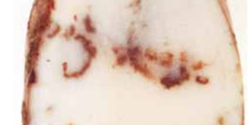 Potato Mop Top Lookalike