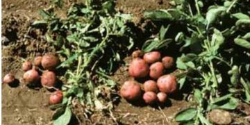 PVY, Potato Common Mosaic (Potato Virus Y)