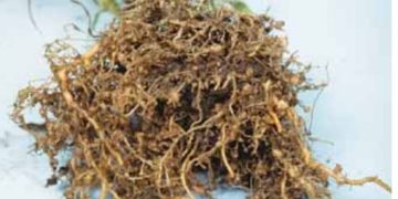 Northern Root-knot Nematode (Meloidogyne hapla)