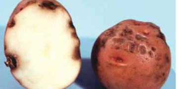 Phoma Rot, Pocket Rot (Phoma exigua var. exigua)