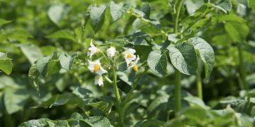 Parliamentarian ‘cautiously optimistic’ about DEFRA’s new approach to Scottish seed potato exports