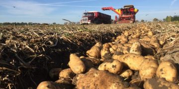 Study in Canada’s Alberta province looking at rapid detection and early diagnosis of potato diseases