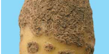 Common Scab (Streptomyces scabies, Streptomyces acidiscabies)