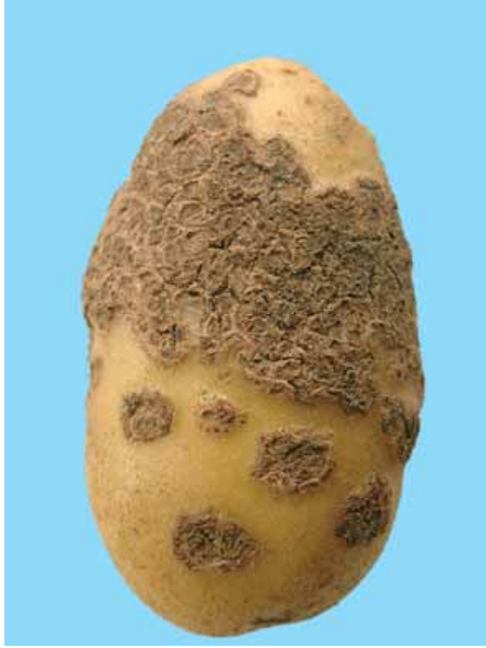 Common Scab (Streptomyces scabies, Streptomyces acidiscabies) 4 Common Scab (Streptomyces scabies, Streptomyces acidiscabies)