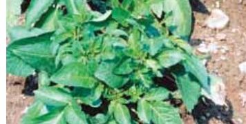 Potato Mop Top Symptoms on Leaves and Stems