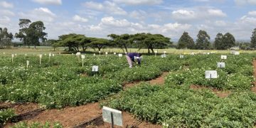 SOLYNTA AND REGENZ PARTNER TO BRING HYBRID POTATOES TO SOUTH AFRICA
