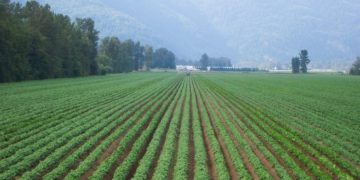 UPGC report: Canada brings in another record potato crop in 2022, despite adverse weather and regional variability