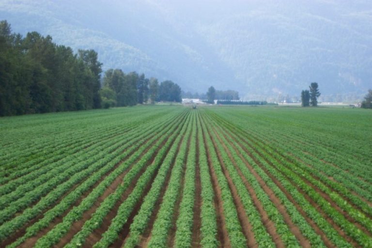 Доклад на UPGC: Канада носи още една рекордна реколта от картофи през 2022 г., въпреки неблагоприятното време и регионалната променливост