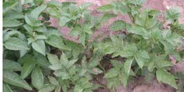 PVX, Potato Latent Mosaic (Potato Virus X)