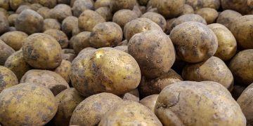 Potato production in Tanzania is in serious danger