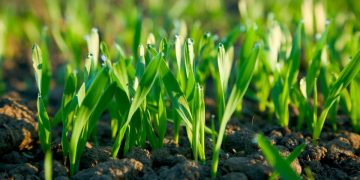 STEPPE AGRICULTURAL HOLDING INCREASED NO-TILL AREA SIX TIMES