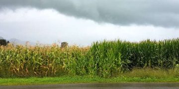 Increasing crop yields by breeding plants to cooperate