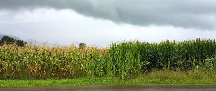 A century of breeding progress has improved maize varieties such that they can be more effectively packed into high-density fields, thus increasing yields per crop area. Neighboring fields of the Swiss traditional maize landrace “Rheintaler Ribelmais” (left) and a modern elite variety (right). Credit: Samuel Wuest (CC-BY 4.0, creativecommons.org/licenses/by/4.0/)