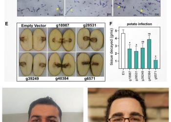 A portion of figure 4 from the authors' study, depicting protease and motility inhibition and cell morphology effects of M6 potato protein on Pectobacterium brasiliense Pb1692 (top), plus two of the study's authors: first author Dr. Janak R. Joshi (bottom left) and corresponding author Dr. Adam L. Heuberger (bottom right). Credit: Janak R. Joshi, Kitty Brown, Amy O. Charkowski, and Adam L. Heuberger