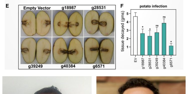 A portion of figure 4 from the authors' study, depicting protease and motility inhibition and cell morphology effects of M6 potato protein on Pectobacterium brasiliense Pb1692 (top), plus two of the study's authors: first author Dr. Janak R. Joshi (bottom left) and corresponding author Dr. Adam L. Heuberger (bottom right). Credit: Janak R. Joshi, Kitty Brown, Amy O. Charkowski, and Adam L. Heuberger