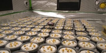 Scientists from the St. Petersburg Federal Research Center have isolated compounds from bottom sediments of lakes that increase crop yields