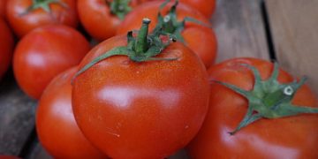 In the Stavropol Territory, state support for vegetable growing and land reclamation will increase in 2023