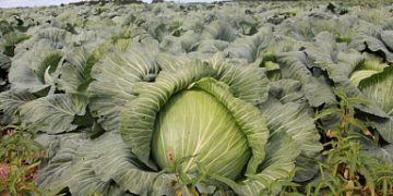 Potato and vegetable production increased in Ivanovo region