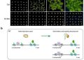 H3.3 establishes a proper chromatin regulatory landscape and endows seeds with post-embryonic developmental potentials. Credit: IGDB