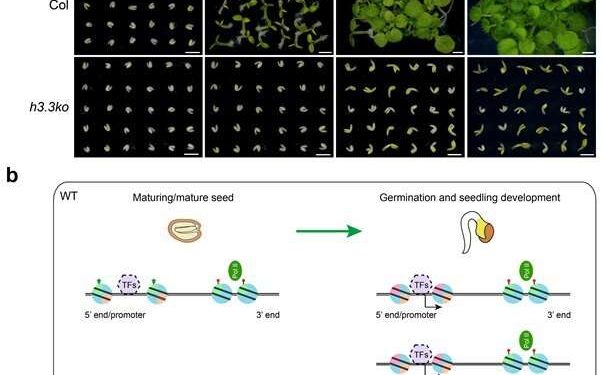 H3.3 establishes a proper chromatin regulatory landscape and endows seeds with post-embryonic developmental potentials. Credit: IGDB