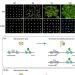 H3.3 establishes a proper chromatin regulatory landscape and endows seeds with post-embryonic developmental potentials. Credit: IGDB