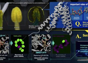 A shift in substrate selectivity of SWEET13 by structure-guided mutagenesis revealed that sucrose is an active compound in male fertility. Credit: Issey Takahashi