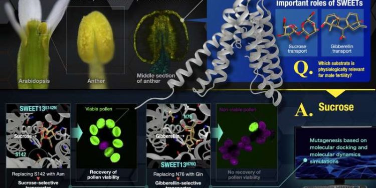 A shift in substrate selectivity of SWEET13 by structure-guided mutagenesis revealed that sucrose is an active compound in male fertility. Credit: Issey Takahashi