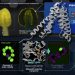 A shift in substrate selectivity of SWEET13 by structure-guided mutagenesis revealed that sucrose is an active compound in male fertility. Credit: Issey Takahashi