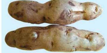 PSTVd (Potato spindle tuber viroid)