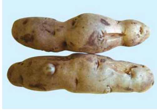 PSTVd (aardappelspindelknolviroïde) 3 viroid1