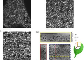 Confocal microscopic images of the developing spongy mesophyll in Arabidopsis thaliana taken at (a) 0, (b) 24 and (c) 72 hours of development. (See methods for details.) The black scale bar in each frame represents 50 μm. (d) Mesophyll tissue observed in a microcomputed tomography (microCT) scan of a mature Arabdidopsis leaf. The leaf has three orthogonal axes, the basal–apical (BA), medial–lateral (ML) and adaxial–abaxial (AdAb) axes. Leaf images are in the three planes orthogonal to these axes, i.e. the transverse (yellow), longitudinal (red) and paradermal (purple) planes, respectively. The paradermal slice is taken at the location of the dashed white lines drawn on the other slices, and the location of the transverse (longitudinal) slices are indicated by yellow (red) dashed lines on the paradermal slice. Credit: Journal of The Royal Society Interface (2022).