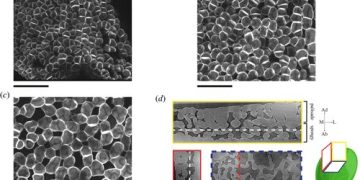 Wildflower cells reveal mystery of leaf’s structure