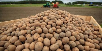 Dutch potato exports cross border at 400,000 tons