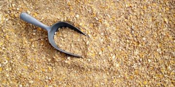 Potato Fiber Market is Expected to Significantly Grow Until 2030