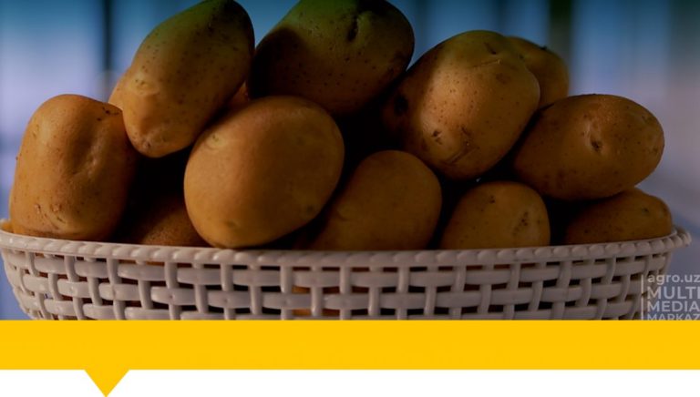ഉസ്ബെക്ക് ബ്രീഡർമാർ ഒരു അൾട്രാ-ആദ്യകാല ഉരുളക്കിഴങ്ങ് ഇനം വികസിപ്പിച്ചെടുത്തിട്ടുണ്ട്