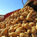 The Ministry of Agriculture will bring support to potato and vegetable producers to a new level