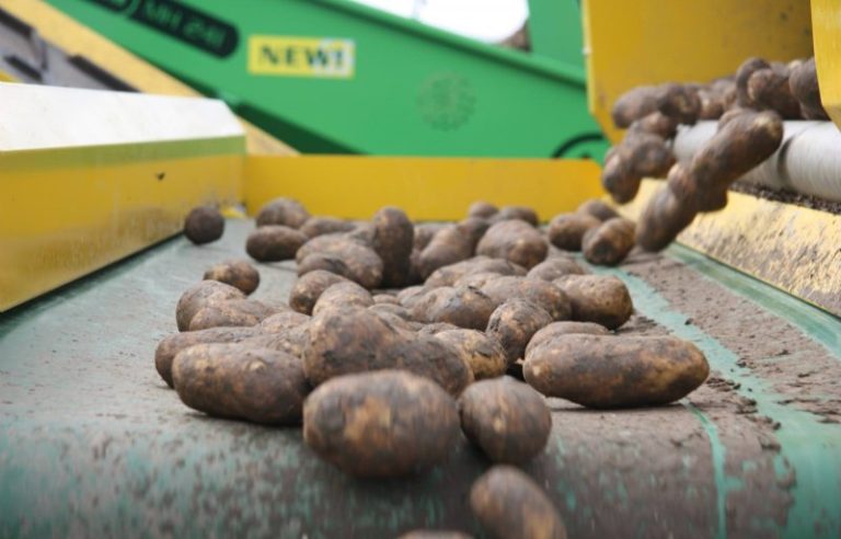 Almost 4 million tons of potatoes will be used in the production of French fries in 2022 19 Almost 4 million tons of potatoes will be used in the production of French fries in 2022