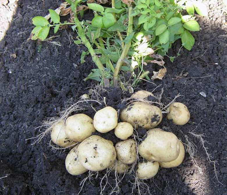 Pflanzen in biologische Fabriken verwandeln