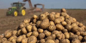 Potato and vegetable storage for 20 thousand tons will appear in Buryatia under an investment project