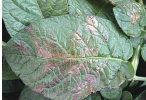 Strong winds cause leaves to rub against each
other. This friction causes bronzing of the leaves
and tearing of the leaf margins.