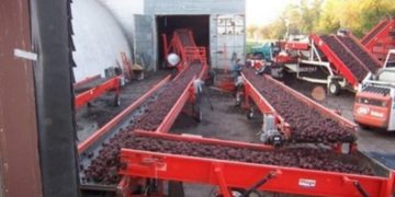 Will stronger Russet potato pricing impact red and yellow potato movement?