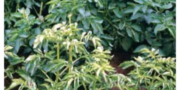 Physiological Leafroll