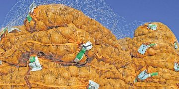 Challenges and opportunities for South African potato farmers